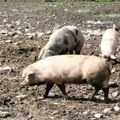 Mere daju rezultate: Situacija s afričkom kugom svinja u Loznici stabilna