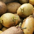 Krompir vam se prebrzo kvari? Ovaj jednostavan trik pomoći će da duže ostane svež