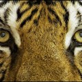 Od ekonomskog tigra do kolonijalnog statusa