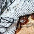 Francuska: Stenice pronađene i u školi, vlada organizuje sastanak usled panike zbog insekata