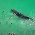 VIDEO: Kit kod plaže u Australiji bio okružen plivačima, danas je uginuo