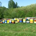 Kamenovo - selo sa najviše pčelara u Srbiji
