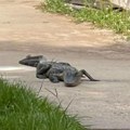 Snagator golim rukama uhvatio aligatora: Nesvakidašnja scena zabeležena kamerom, društvene mreže se usijale (video)