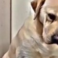 "Nije on ništa kriv": Ženka labradora štiti svoje štene /video/