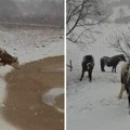 Na Pešteri, pokrivenoj snegom, uživaju konji i krave: Sa uzvišenja ih nadgleda ova zver