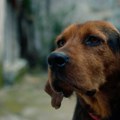 Filmovi o suživotu životinja i ljudi na ovogodišnjem Beldocsu