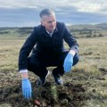 Златибор добија нову борову шуму – У акцији пошумљавања засађено 2.000 садница црног бора