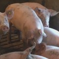 "Širenje afričke kuge svinja pokazuje ozbiljan sistemski propust"