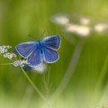 U EU za tri decenije nestalo gotovo pola livadskih leptira