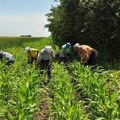 Завршена сетва кукуруза у Шумадији