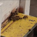 Prijavljivanje za subvencije za pčelare do petka, po košnici 1.000 dinara