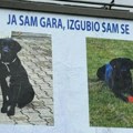 Ceo Novi Sad skočio na noge kad je nestao Gara! Čovek zakupio bilbord da pronađe mešanca s ulice kog je zavoleo, nudi i…