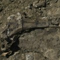 Tajna masovne grobnice dinosaurusa na ‘Reci smrti’ u Kanadi