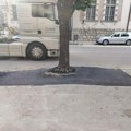 Asfaltirali i drveće