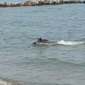 Srpkinje plivale u Grčkoj, onda su videle da ih vreba divlja svinja: Turisti beže u panici, širi se snimak