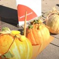 Tikva teška 57,9 kilograma! Milanko pobedio na "Danima tikve" - ranijih godina bile su i veće