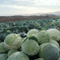 Bolje narodu nego da truli na njivi: Božidar podelio 10 tona kupusa - male otkupne cene ratare dovode do očaja
