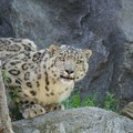VIDEO: Leopard uleteo u prodavnicu alkohola u Indiji i napao prodavca