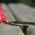 Reprezentativci Srbije u streljaštvu osvojili četiri medalje na EP (U23)