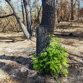 Srbija u suzama zvog ove fotografije: Na mestu gde je vatra sve uništila dogodilo se pravo čudo
