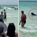 Šta je ovo ljudi moji?! Divlja zver izašla iz vode, prepuna plaža turista u šoku (video)