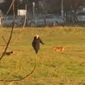 Novi Pazar: Psi lutalice nasrću na prolaznike (VIDEO)
