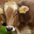 Nacionalna asocijacija odgajivača goveda traži drugačiji sistem subvencija