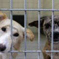 Srbija: Ko i kako kontroliše prihvatilišta za napuštene pse