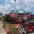 Novosadska cvetna pijaca i ovog petka i subote na platou Spensa