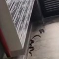 Zmije počele da ulaze i u zgrade, građani u panici: Najezda gmizaca u ovom srpskom gradu: "Situacija je alarmantna, svaki sat…