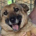 Udomi, ne kupuj: Namučena Liza je dane i noći provodila zatvorena u mračnoj šupi