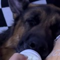 Odrastao pas, a mleko pije na flašicu, poput bebe: Pogledajte najslađi video ikada, vučjak zaspao sisajući
