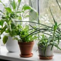 Sobne biljke reaguju na niže temperature Evo kako da održite njihovu svežinu tokom zime
