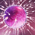 Sperma donora sa genom koji izaziva rak korišćena za začeće skoro 200 dece