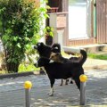 Азил за псе у Врању и даље само у слаткастим причама СНС политичара