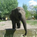 Smrt slonice Tvigi i služba za informisanje