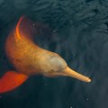 Uginulo više od 100 delfina u Brazilu, mogući uzrok – visoka temperatura vode