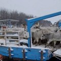 VIDEO: Počelo spasavanje konja i krava sa Krčedinske ade