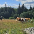 Opština Nova Varoš subvencioniše veštačko osemenjavanje krava, 3,5 miliona dinara za podršku stočarstvu