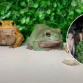 Muškarci odlučili da se ponašaju kao žabe i snimak je urnebesan: Sezona parenja u jeku, a žene umiru od smeha