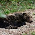 Боривоје има 157 килограма и цео дан проводи у хладовини: Упознајте џина са Дурмитора!