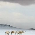 Sneg zabeleo pustinje, kamile zbunjene: Poplave od Maroka do Saudijske Arabije i Irana, Abu Dabi pod vodom