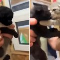 Mačići se bore životom da ih ne razdvoje: Hteo da udomi jedno, a završio sa dva, video slomio i najtvrđa srca