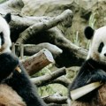 ​„Panda diplomatija”: Kina šalje dve pande SAD uoči sastanka Trampa i Sija