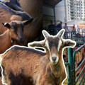 Veterinar Robert Kočiš trideset godina uzgaja vrhunske koze: Nema farme u Srbiji koja nije čula za jariće iz Ade, uz pomoć…