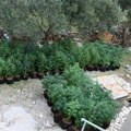 Otkrivena plantaža konoplje na imanju u Laktašima: Uhapšena jedna osoba
