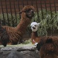 Mladunčad kamile, alpaka i antilope novi stanovnici Beo zoo-vrta