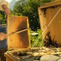 Pčelari iz Bojnika okupili se u Gornjem Brijanju: Razmenili iskustva i savete za uspešniji rad na pčelinjacima
