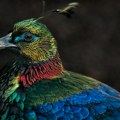 Buka i klimatske promene ugrozile prelepu pticu - himalajskog monala