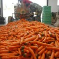 Vrhunsko povrće s vojvođanskih polja uvek nađe kupca Begečku šargarepu vole bivša SFRJ, Bugari, Rumuni